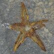 Ordovician Starfish (Petraster?) Fossil - Positive & Negative #56363-3